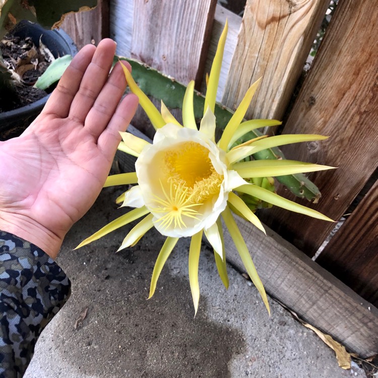 Plant image Hylocereus undatus