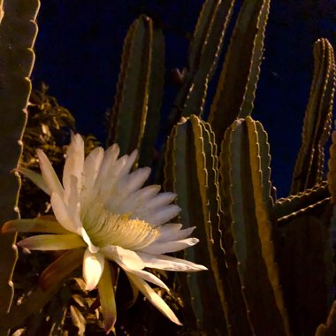 Cereus repandus syn. Cereus peruvianus