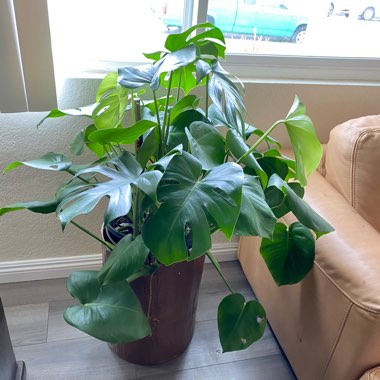 Monstera deliciosa