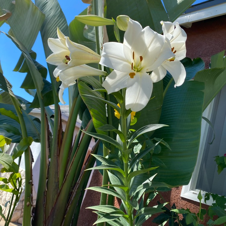 plant image 1327845