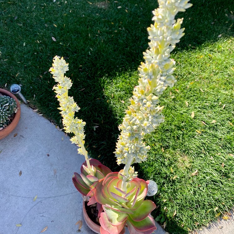 Plant image Kalanchoe Thyrsiflora