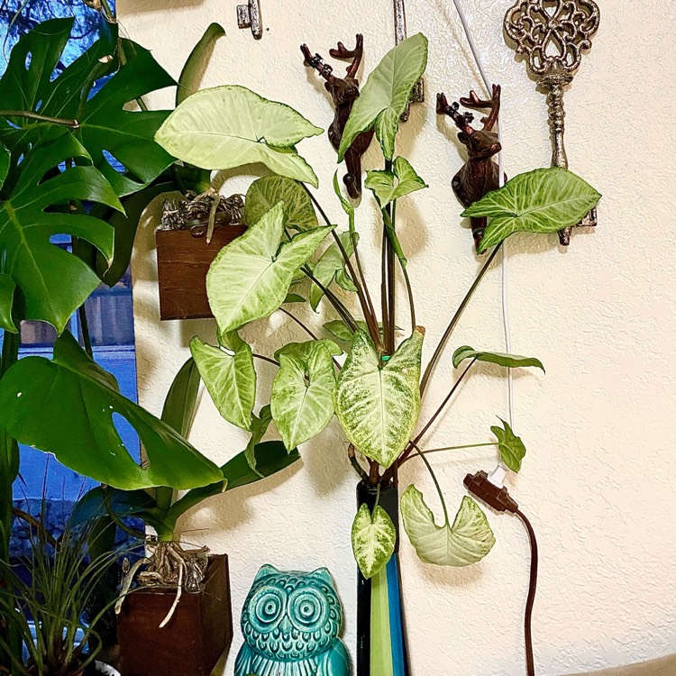 Plant image Syngonium podophyllum 'Holly'
