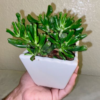 Crassula Ovata 'Gollum'
