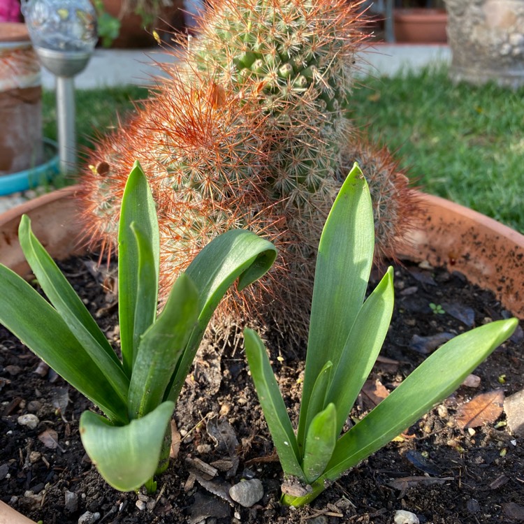 plant image 1437815