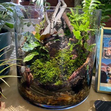 Ricky's garden