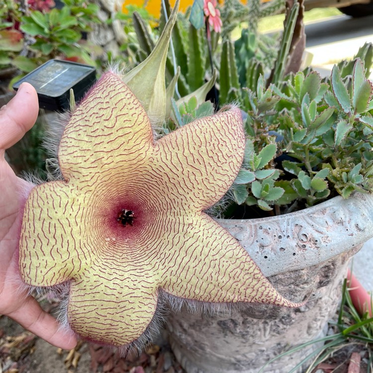 Plant image Stapelia gigantea