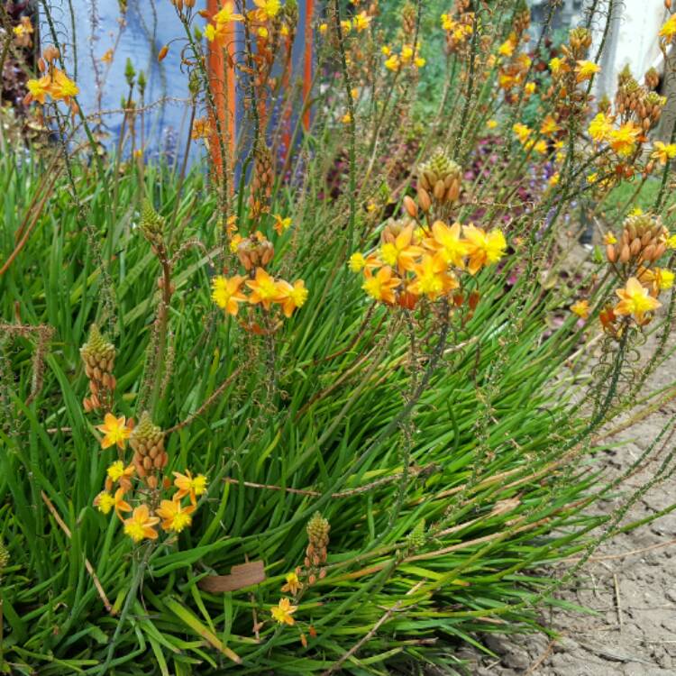 plant image 353359 plant image 353359