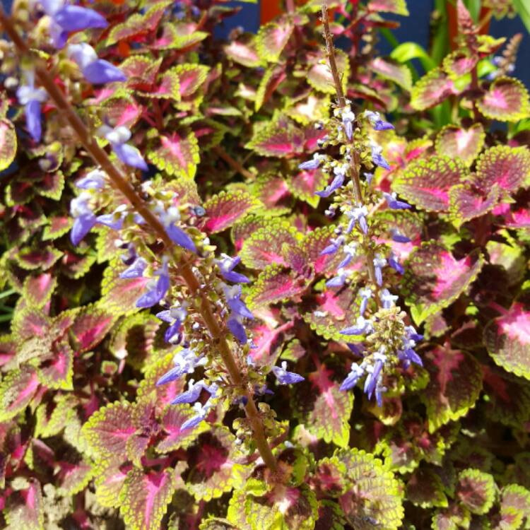 plant image 353375 plant image 353375