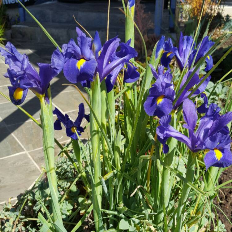 Plant image Iris x hollandica 'Blue Magic'