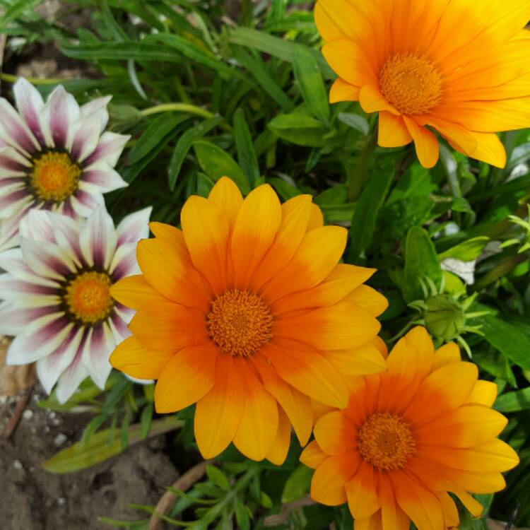 Plant image Gazania 'Orange Flame'