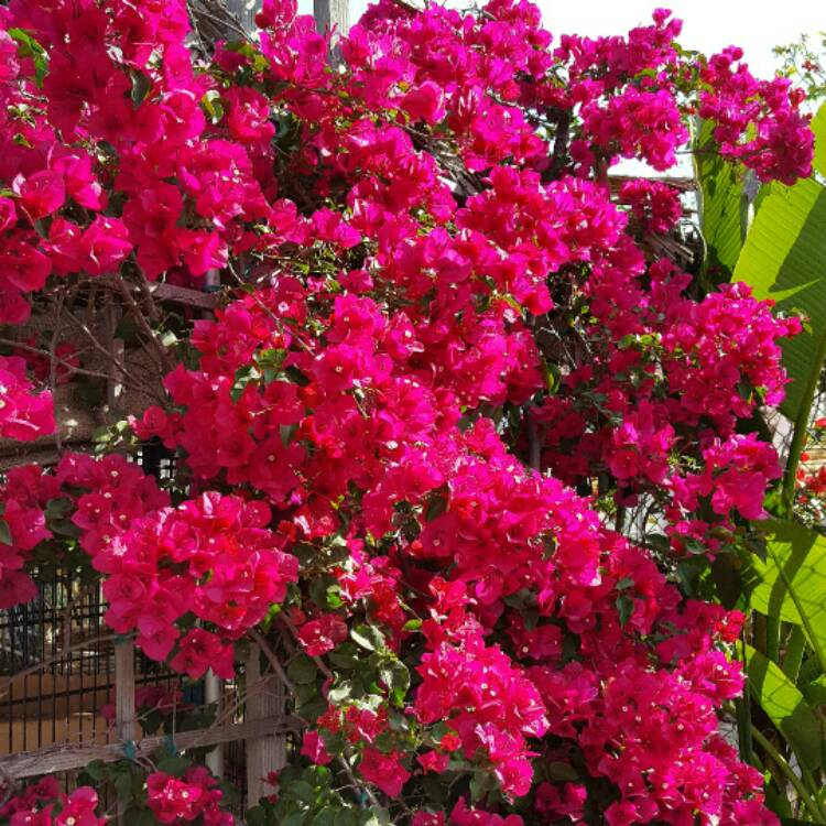 Plant image Bougainvillea 'Scarlet O'Hara'