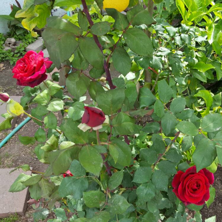 plant image 357376