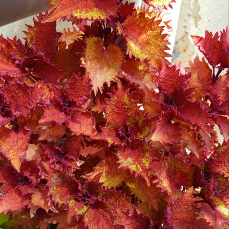 plant image 359946