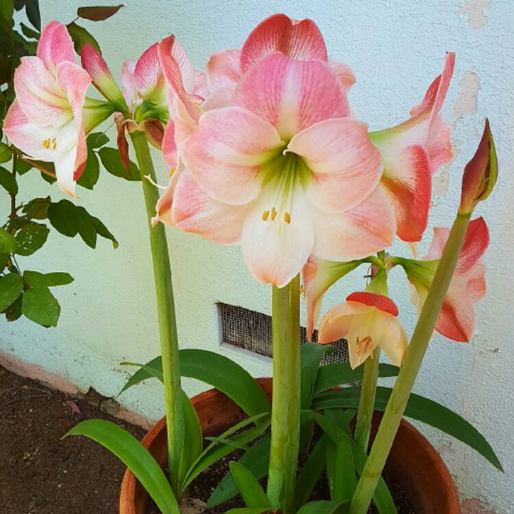 Plant image Hippeastrum (Galaxy Group) 'Apple Blossom'
