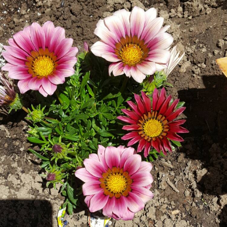 Plant image Gazania 'Tiger Stripes Mixed'