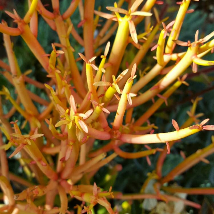 plant image 376131 plant image 376131