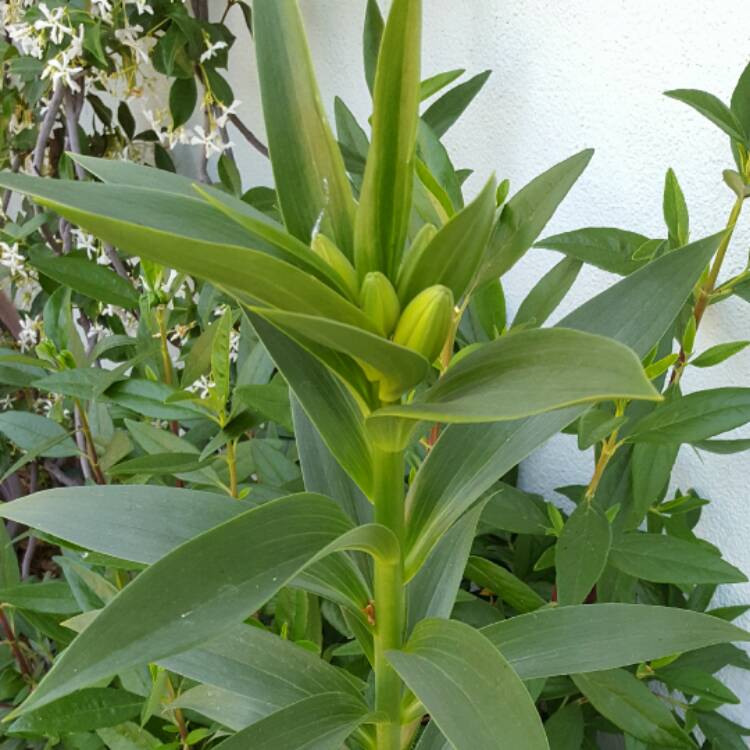 plant image 387231