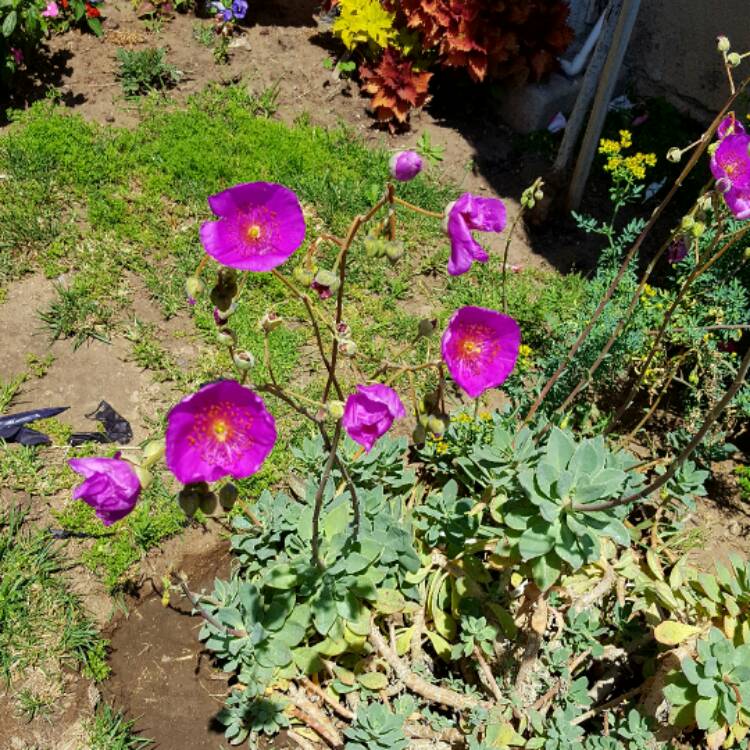 Plant image Calandrinia grandiflora