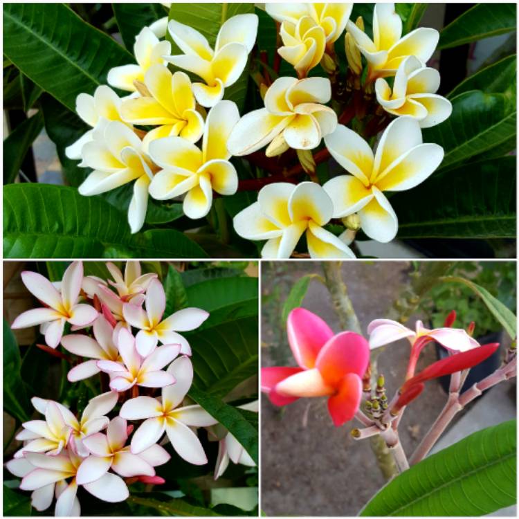 Plant image Plumeria