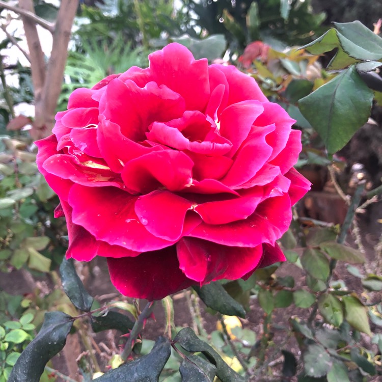 plant image 615822