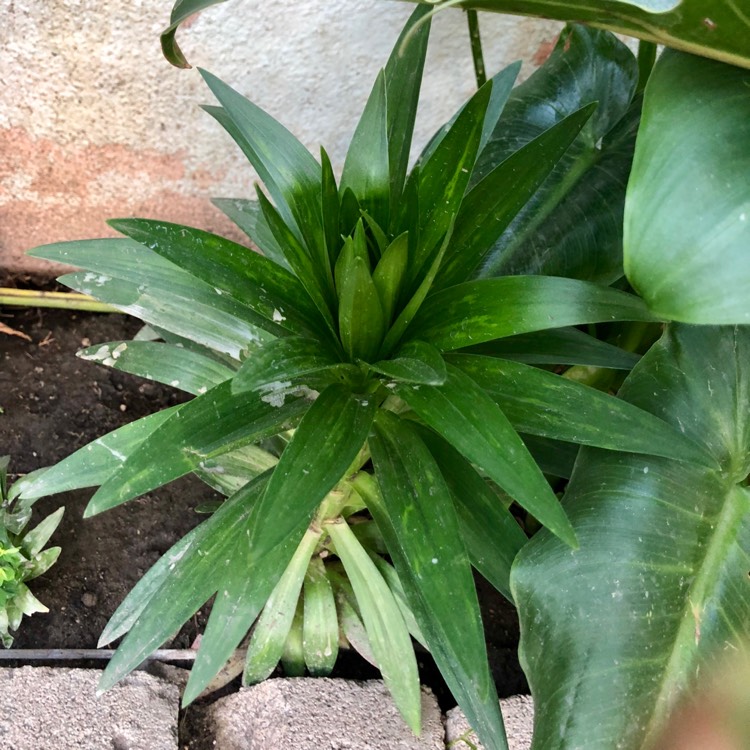 plant image 624271