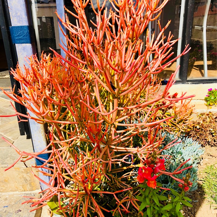 Plant image Euphorbia tirucalli 'Rosea'