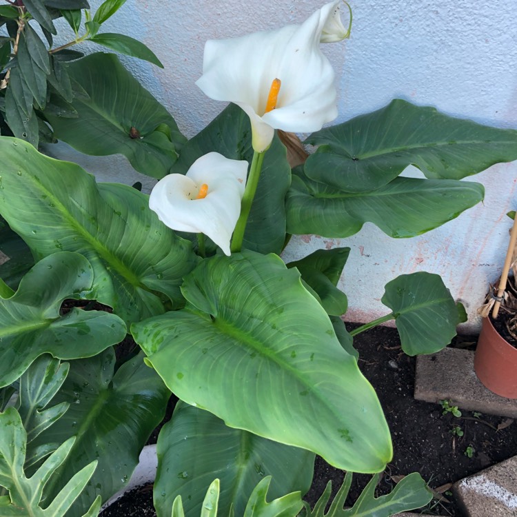 Plant image Zantedeschia aethiopica 'Crowborough'