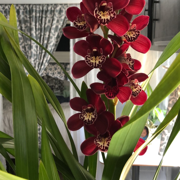 Plant image Cymbidium