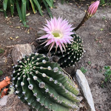 Echinopsis oxygona syn. Echinopsis eyriesii, Echinopsis multiplex, Echinopsis tubiflora