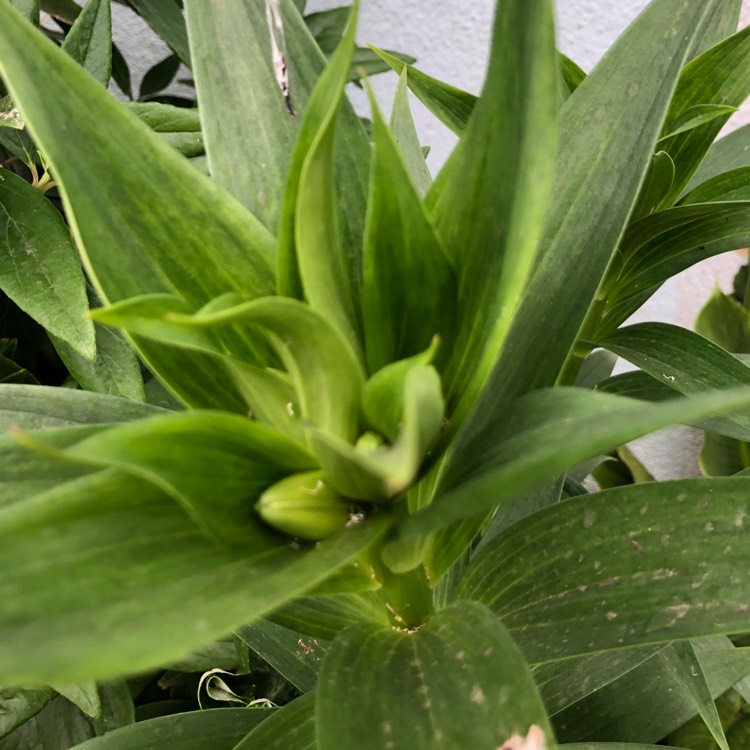 plant image 694978