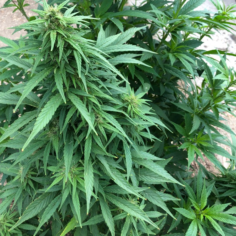 Plant image Cannabis sativa