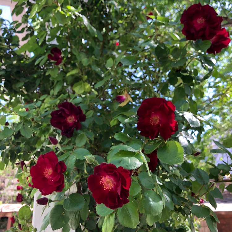 Plant image Rosa 'Blaze'