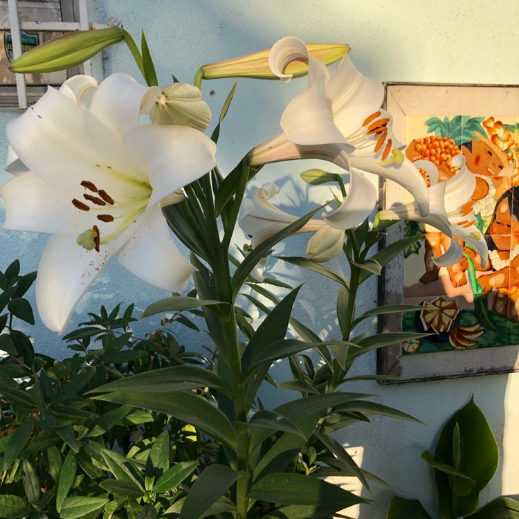 plant image 747136