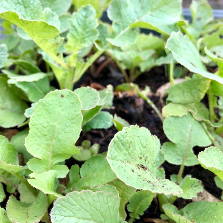plant image 829690