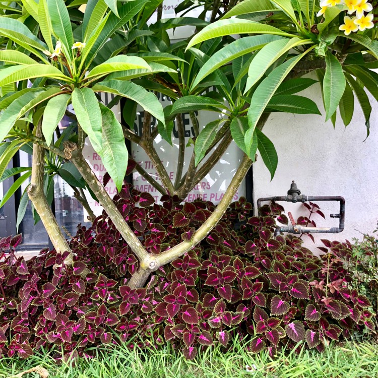plant image 832556 plant image 832556