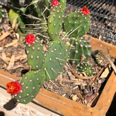 Opuntia Quimilo
