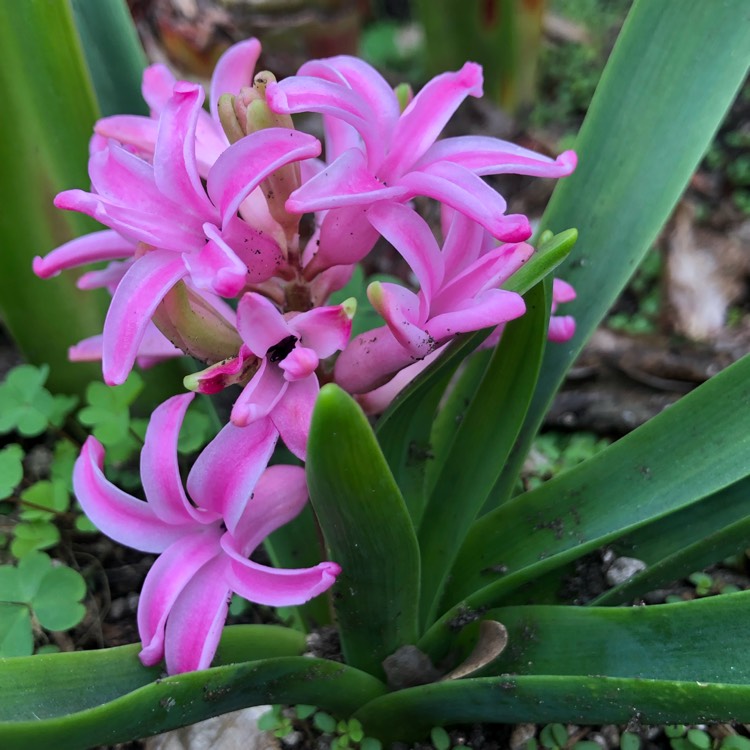 Plant image Hyacinthus orientalis 'Amethyst'