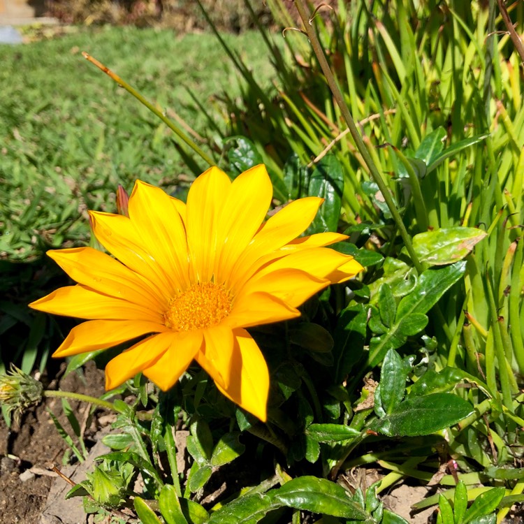 plant image 957978