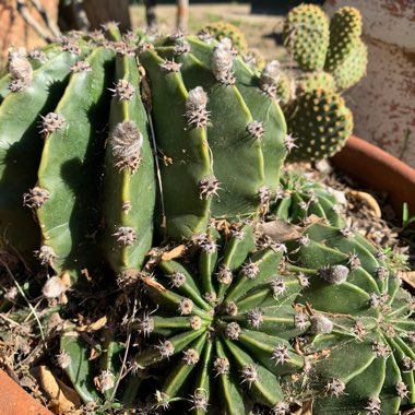 Echinopsis oxygona syn. Echinopsis eyriesii, Echinopsis multiplex, Echinopsis tubiflora