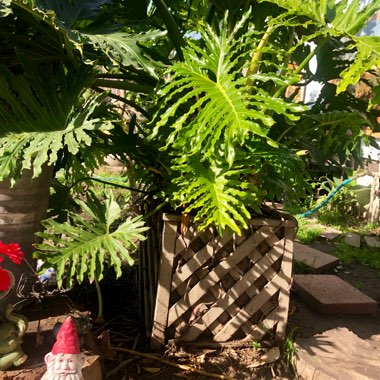 Thaumatophyllum bipinnatifidum syn. Philodendron bipinnatifidum, Philodendron selloum