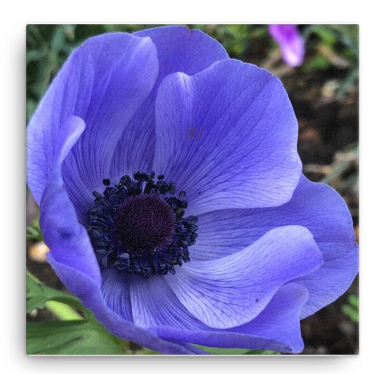 Plant image Anemone