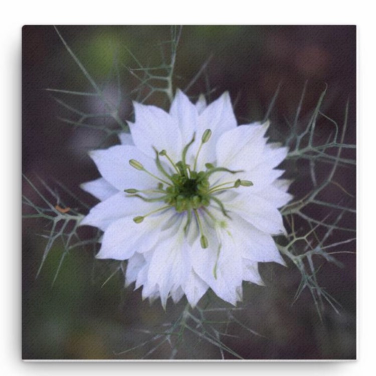 Plant image Nigella papillosa 'African Bride'