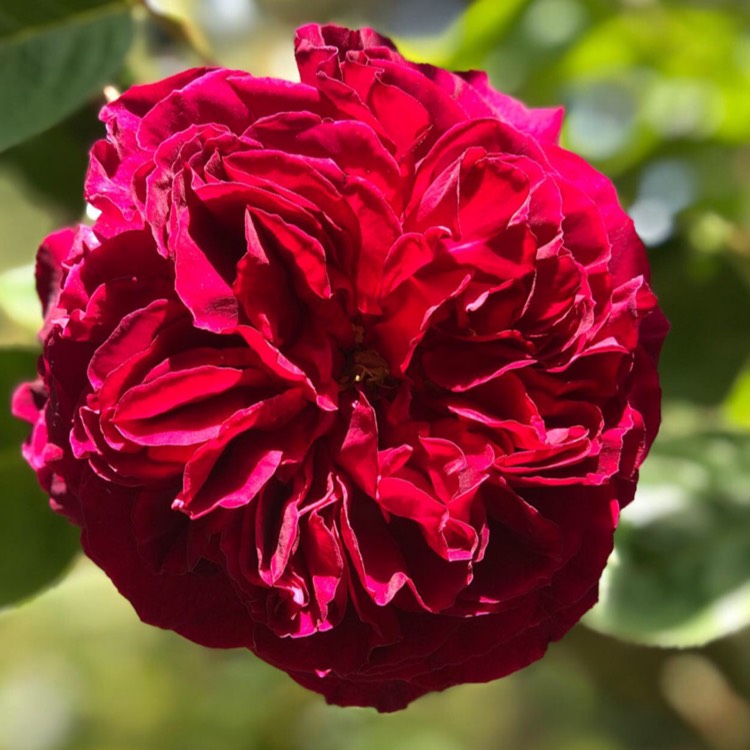 plant image 1293836