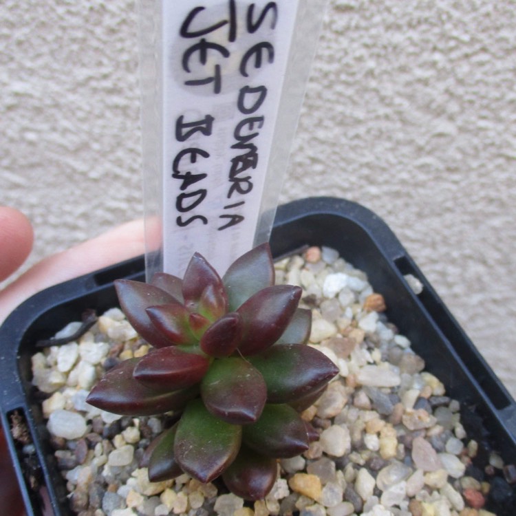 Plant image xSedeveria Jet Beads