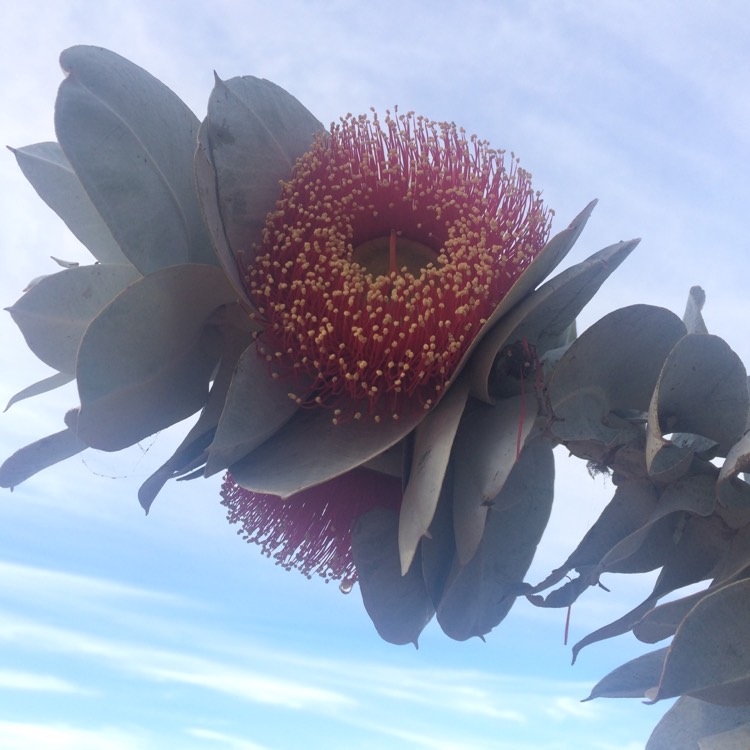 Plant image Eucalyptus macrocarpa