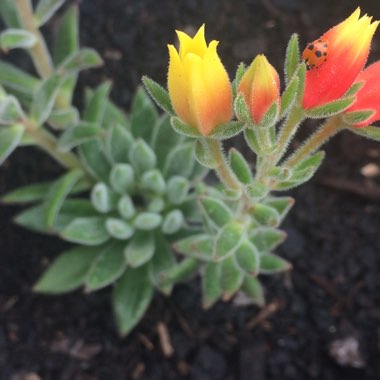 Echeveria Set Oliver