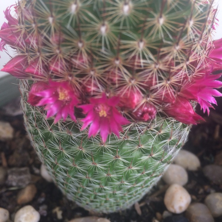 plant image 604102