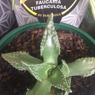 Faucaria tuberculosa