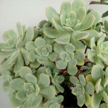Aeonium haworthii