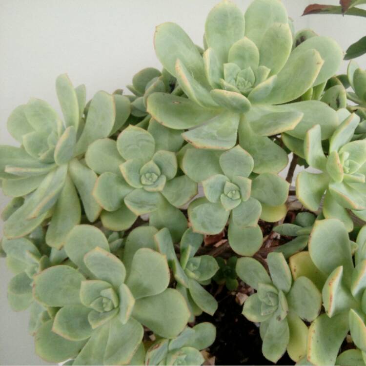 plant image 608495 plant image 608495